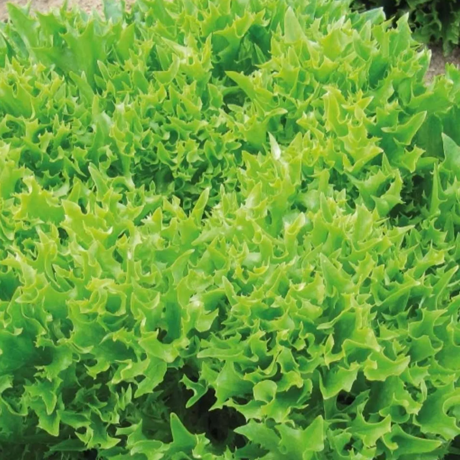 Bataviasalat ‘Eazyleaf Skilton’ - Ernten ohne Wartezeit