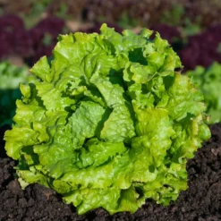 Batavia-Salat-Kollektion (x3) - Knackiger Salat den ganzen Sommer