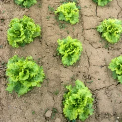 Batavia-Salat-Kollektion (x3) - Knackiger Salat den ganzen Sommer