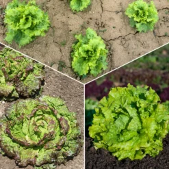 Batavia-Salat-Kollektion (x3) - Knackiger Salat den ganzen Sommer