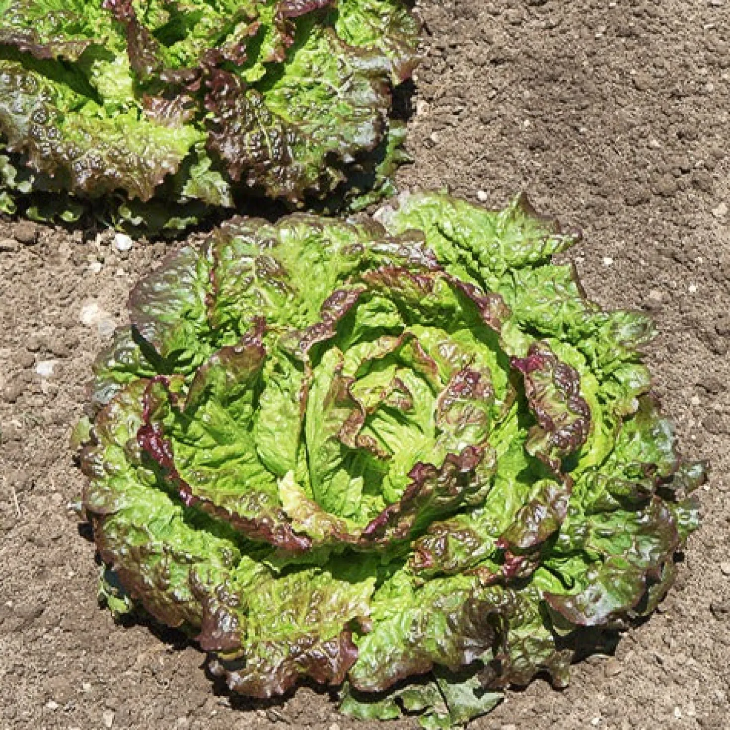 Batavia-Salat-Kollektion (x3) - Knackiger Salat den ganzen Sommer