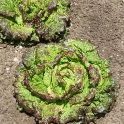 Bataviasalat ‘Rouge Grenobloise’ - Knackig rot, immer frisch