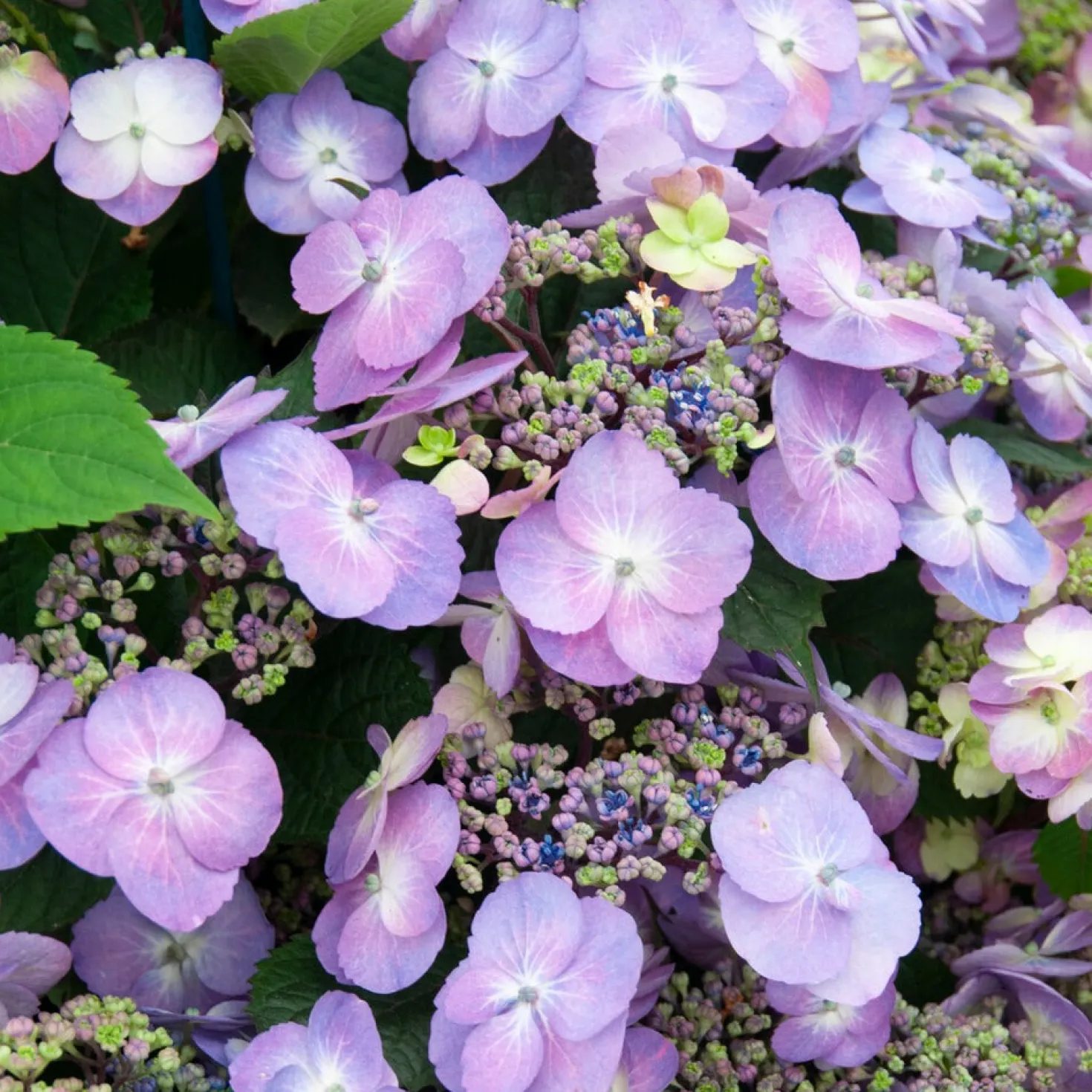 Bauernhortensie Blueberry Cheesecake - Farbwechsel wie im Traum
