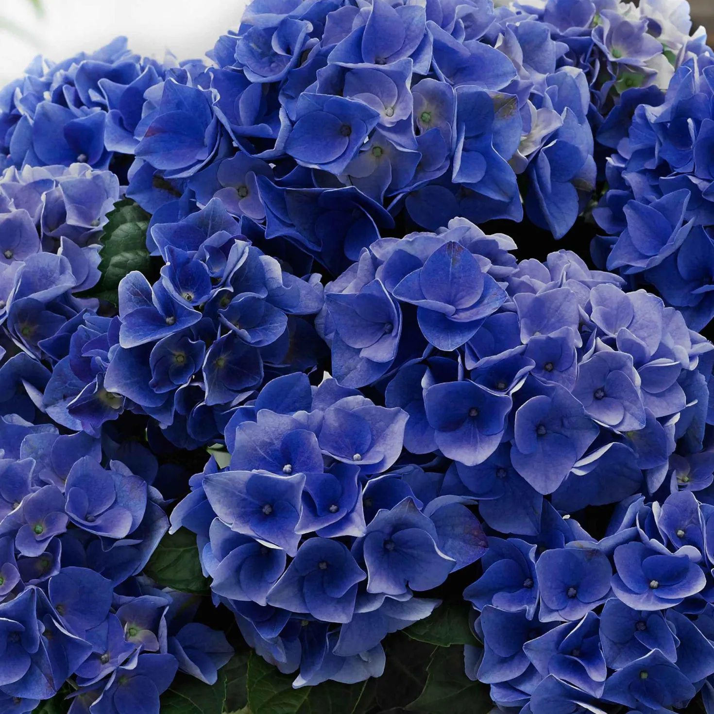 Bauernhortensie 'Blue Boogie Woogie' - Blau oder Rosa, Sie entscheiden