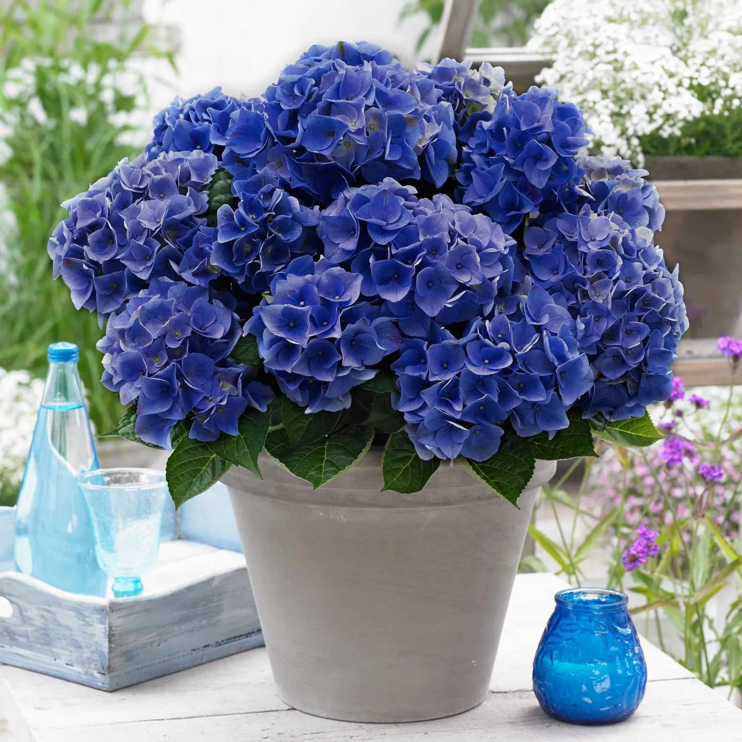 Bauernhortensie 'Blue Boogie Woogie' - Blau oder Rosa, Sie entscheiden