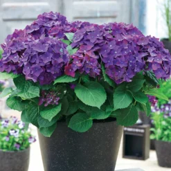 Bauernhortensie 'Deep Purple Dance' - Sattes Violett im Garten