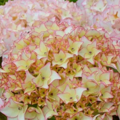Bauernhortensie Dolce ® France - Blüht bis in den Herbst