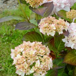 Bauernhortensie Dolce ® France - Blüht bis in den Herbst