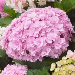 Bauernhortensie 'Doppio Nuvola' - Gefüllte Blüten wie Wolken