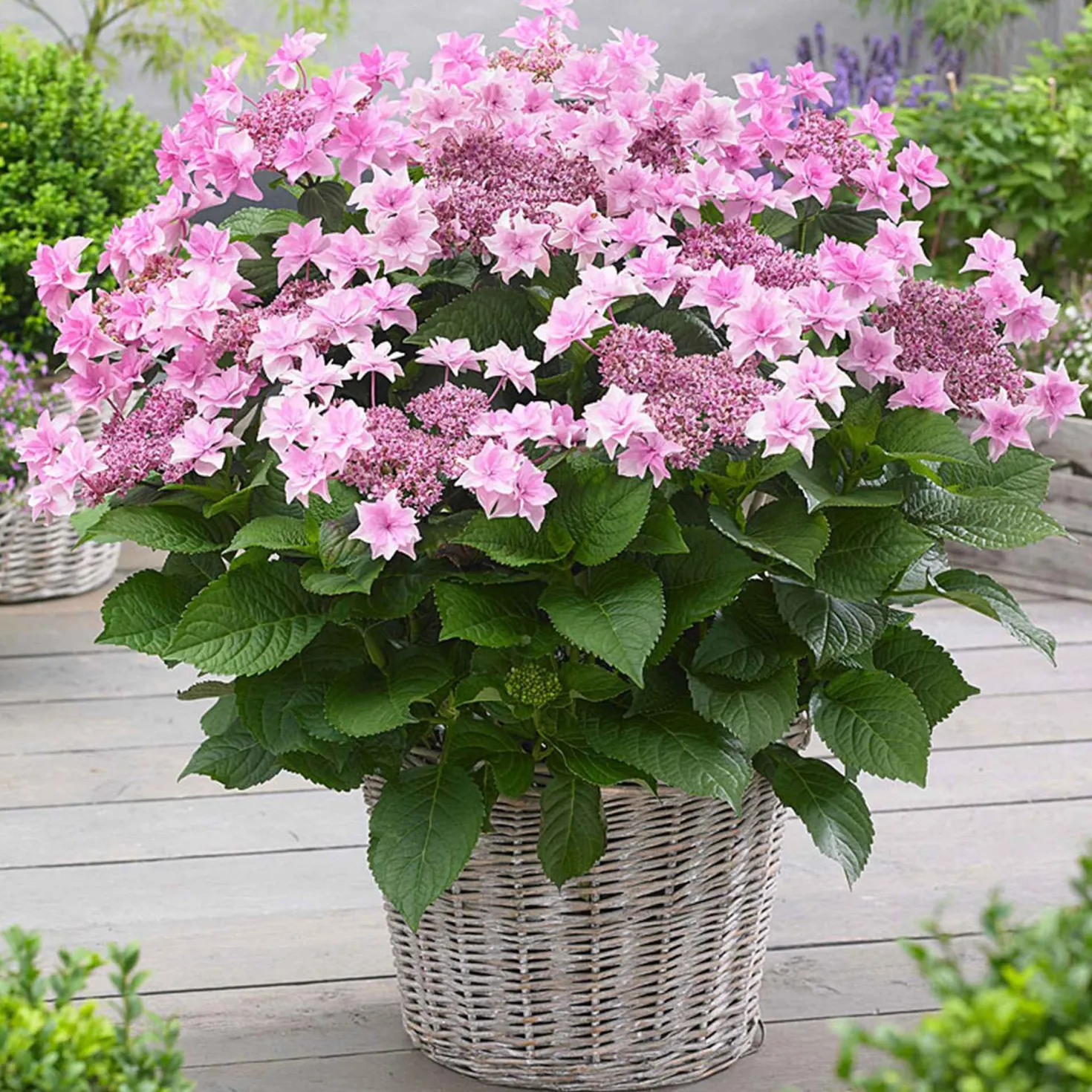 Bauernhortensie 'Doppio Rosa' - Gefüllte Blüten in Rosa