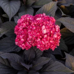 Bauernhortensie 'Eclipse'® 'Bailmacseven' - Dunkles Laub, rote Blüten