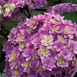 Bauernhortensie Expression - Rosa Blüten den ganzen Sommer
