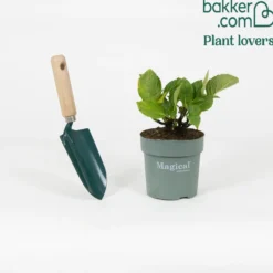 Bauernhortensie 'Jewel' - Blüten, die Farbe wechseln