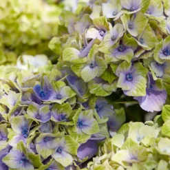 Bauernhortensie 'Jewel' - Blüten, die Farbe wechseln
