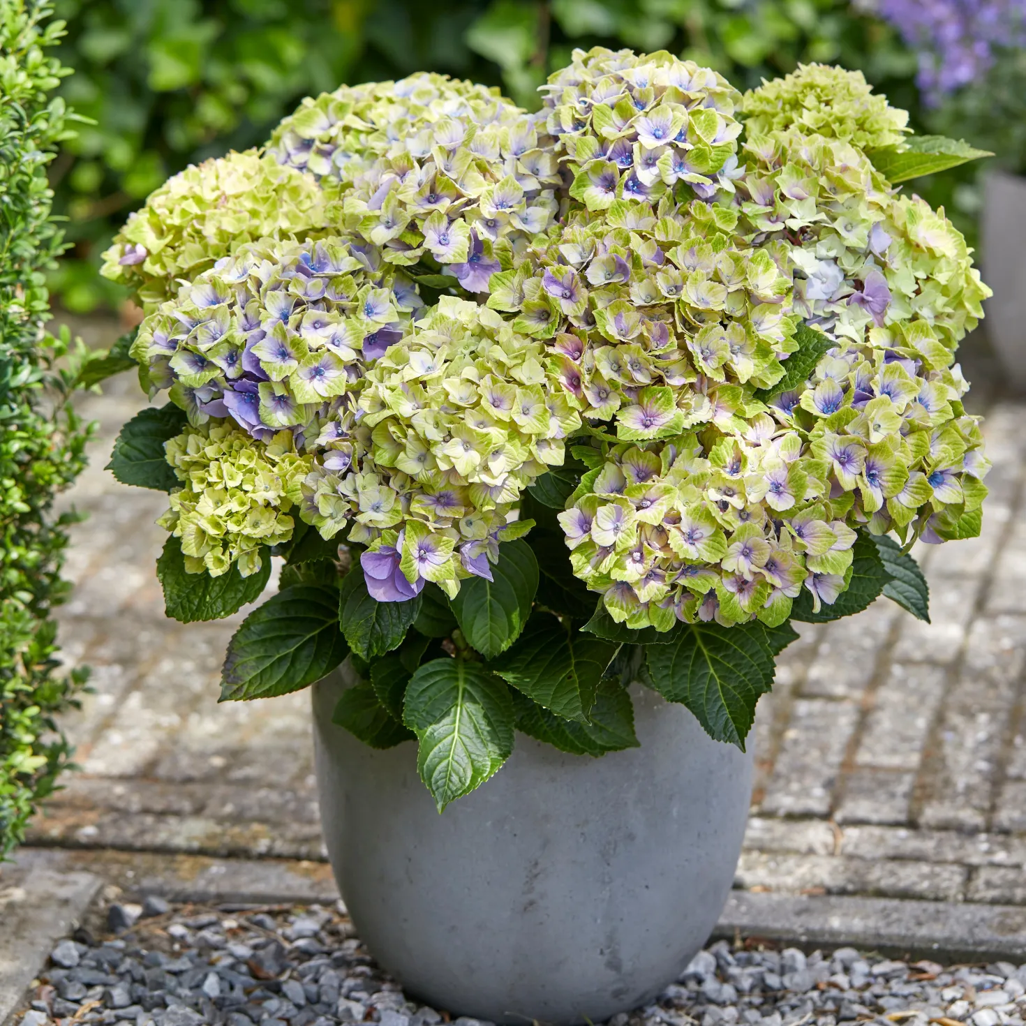 Bauernhortensie 'Jewel' - Blüten, die Farbe wechseln