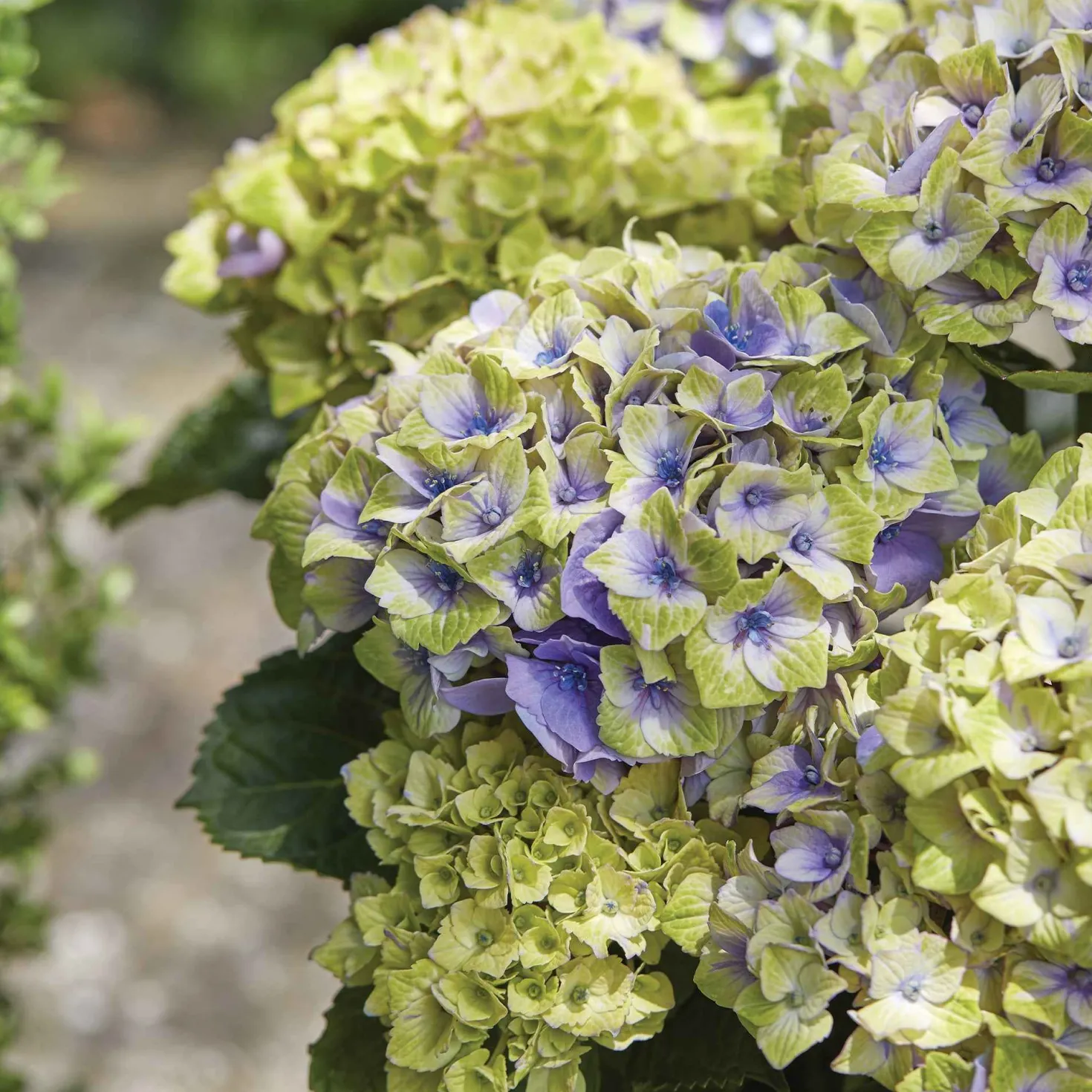 Bauernhortensie 'Jewel' - Blüten, die Farbe wechseln