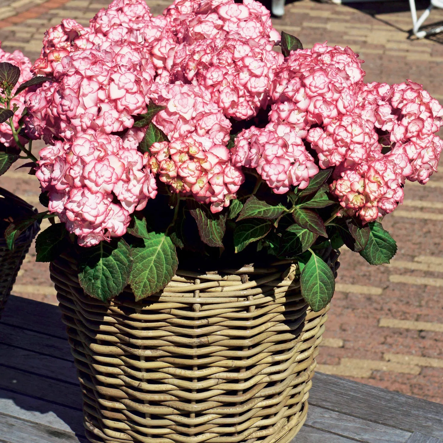 Bauernhortensie 'Miss Saori'® - Zweifarbige Blüten, sofort da