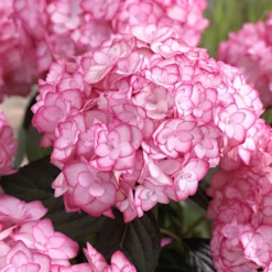 Bauernhortensie 'Miss Saori'® - Zweifarbige Blüten, sofort da