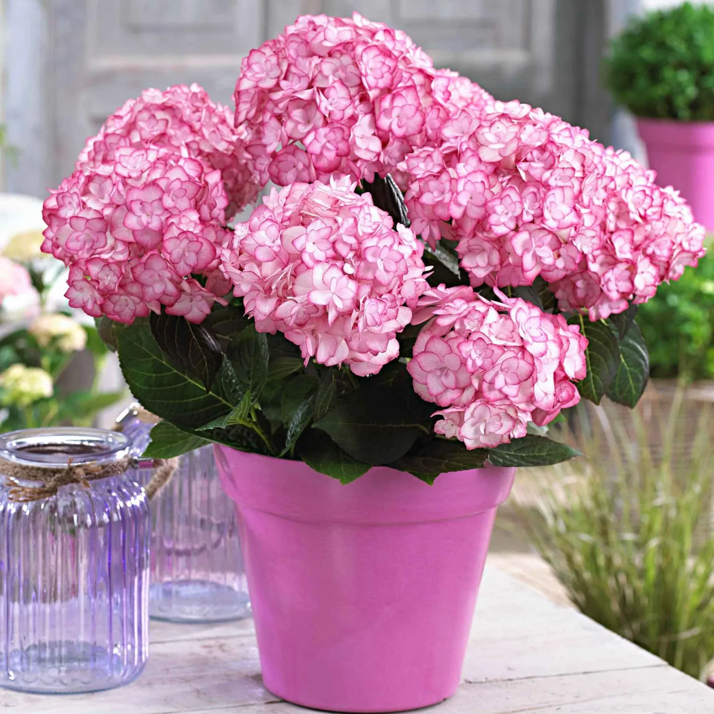 Bauernhortensie 'Miss Saori'® - Zweifarbige Blüten, sofort da