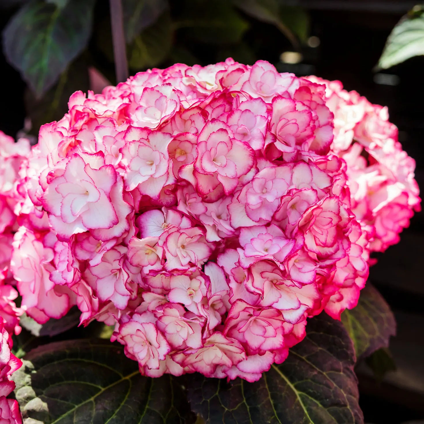 Bauernhortensie 'Miss Saori'® - Zweifarbige Blüten, sofort da