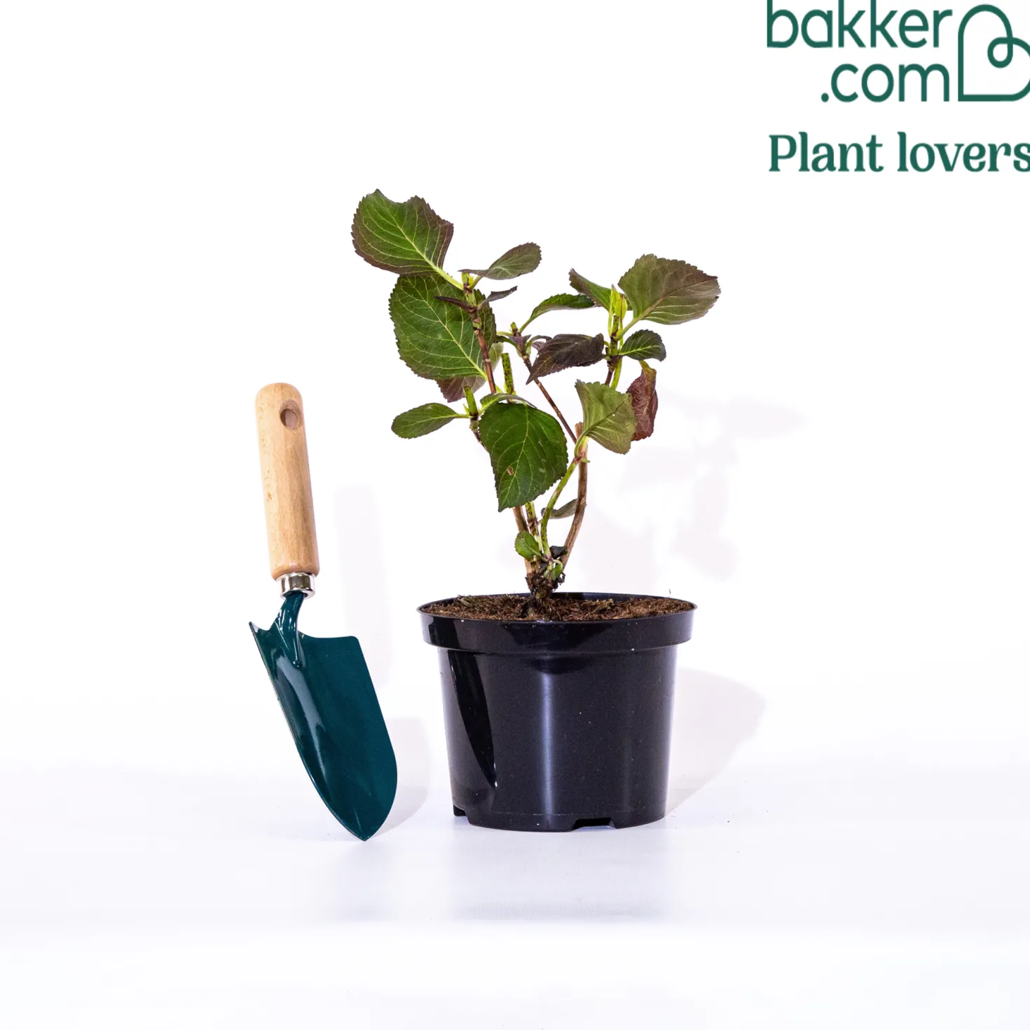 Bauernhortensie 'Miss Saori'® - Zweifarbige Blüten, sofort da