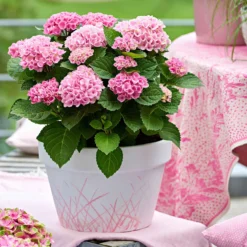 Bauernhortensie 'Revolution Pink' - Rosa Blüten den ganzen Sommer