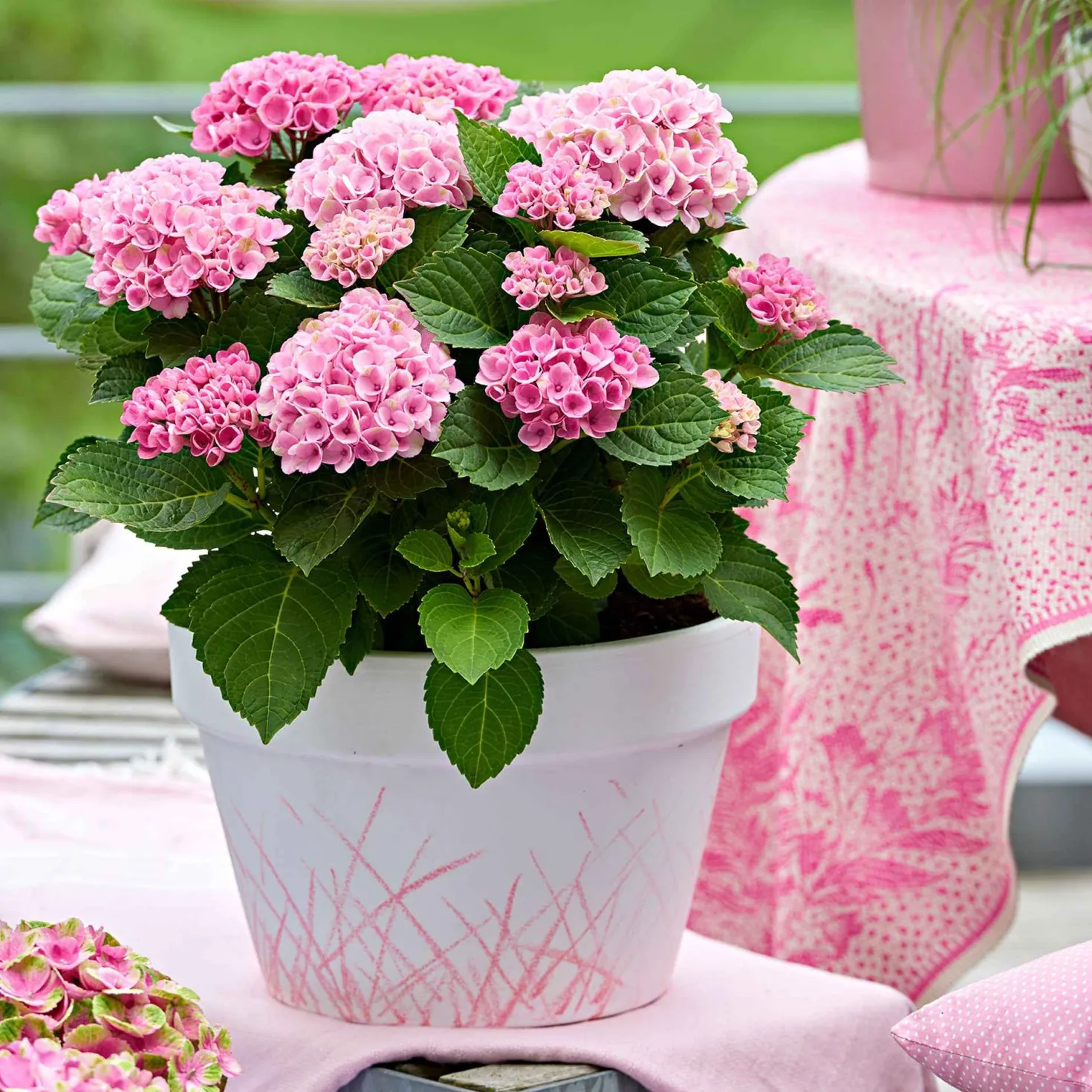 Bauernhortensie 'Revolution Pink' - Rosa Blüten den ganzen Sommer