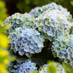 Bauernhortensie 'Revolution Blue' - Kräftig blaue Blüten