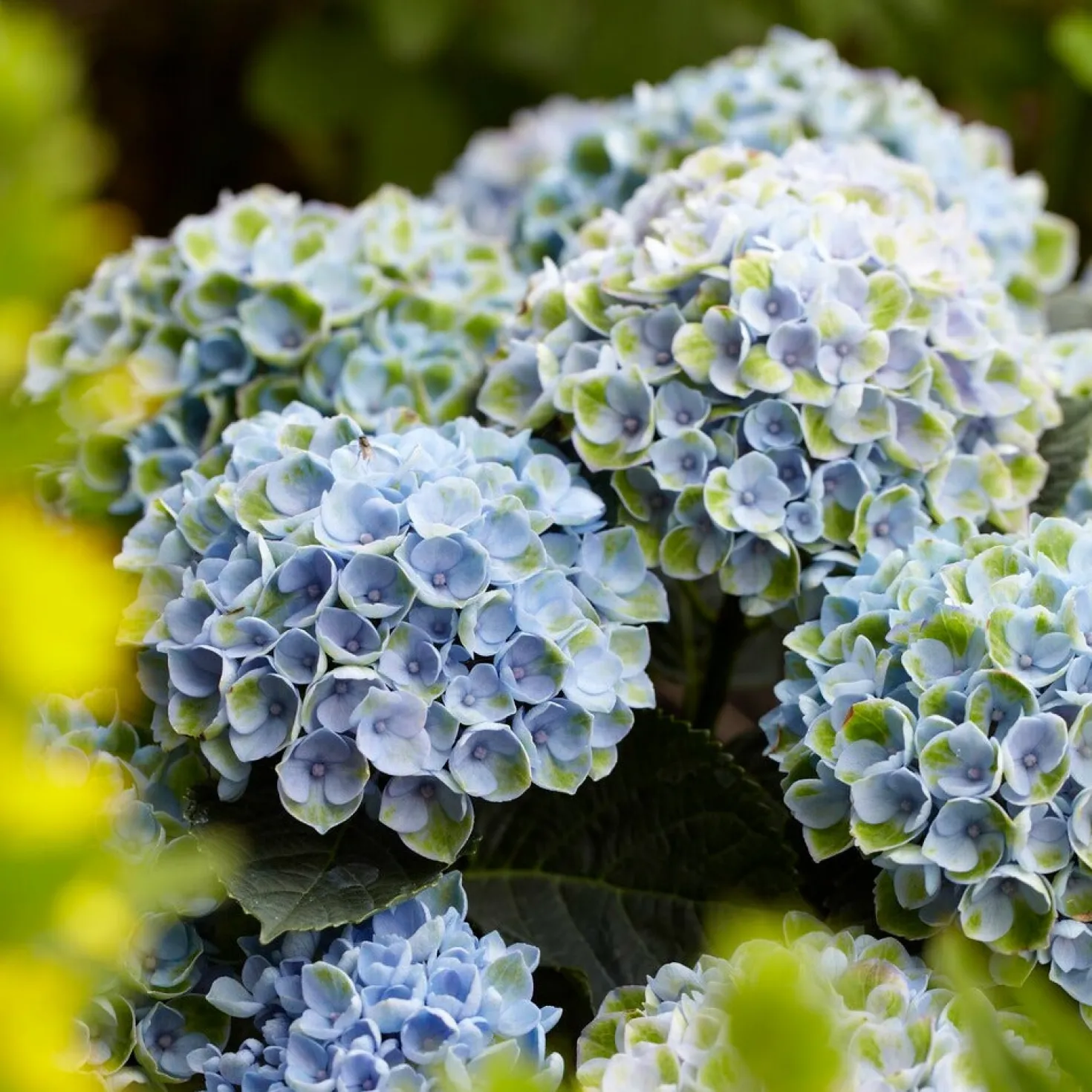 Bauernhortensie 'Revolution Blue' - Kräftig blaue Blüten