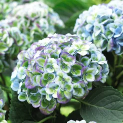 Bauernhortensie 'Revolution Blue' - Kräftig blaue Blüten