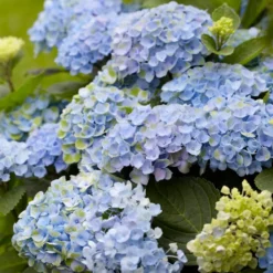 Bauernhortensie 'Revolution Blue' - Kräftig blaue Blüten