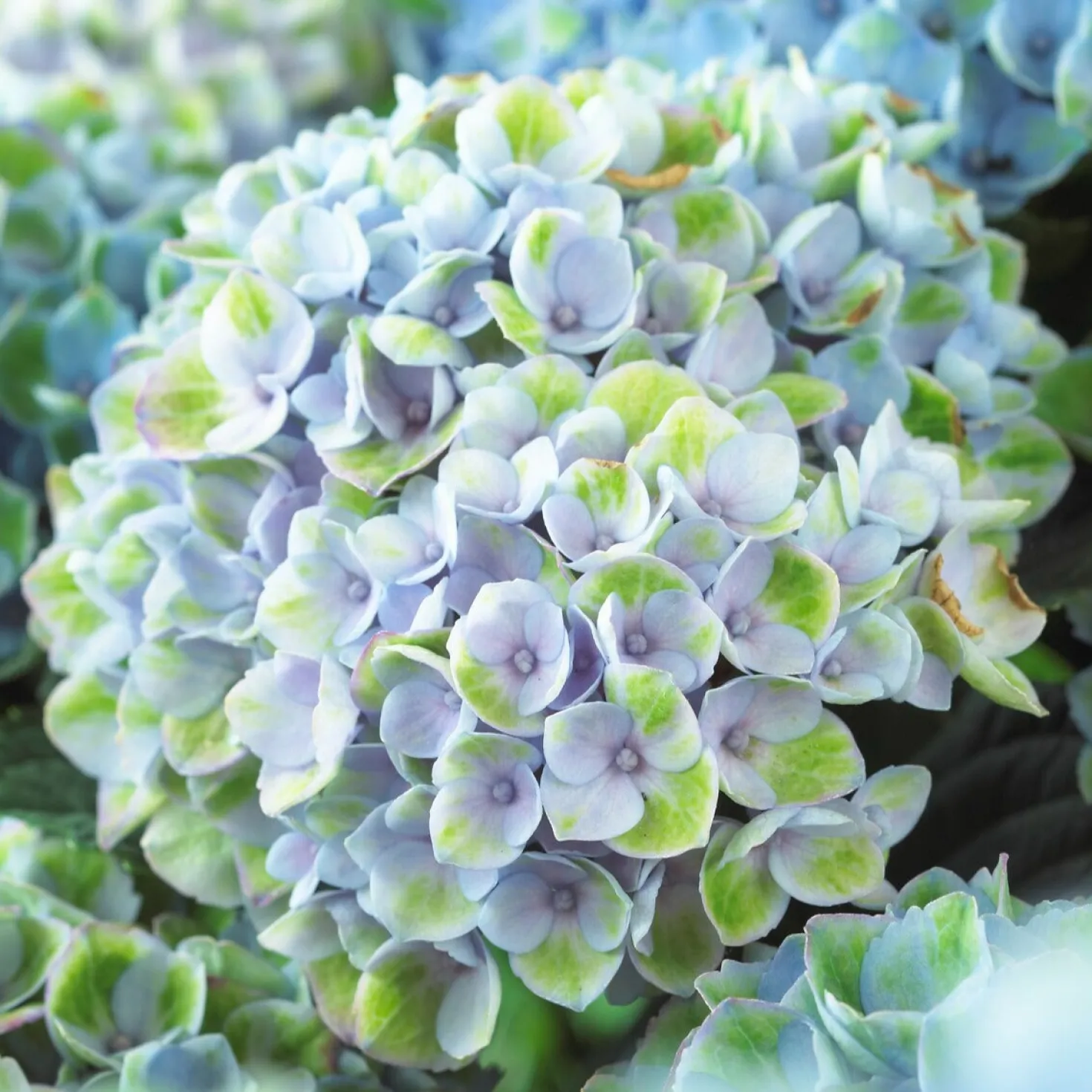 Bauernhortensie 'Revolution Blue' - Kräftig blaue Blüten