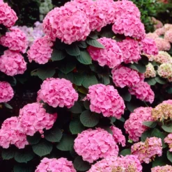 Bauernhortensie 'Rosita' - Rosa Blütenpracht ganz leicht