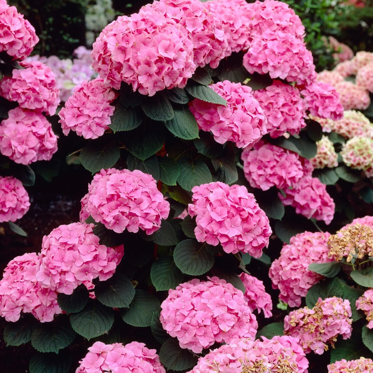 Bauernhortensie 'Rosita' - Rosa Blütenpracht ganz leicht