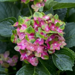 Bauernhortensie Saxon ® - Leuchtend Pink, ganz einfach