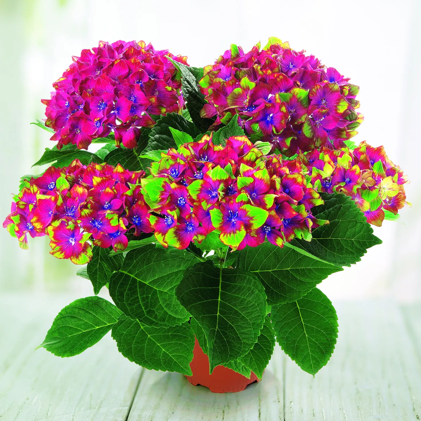 Bauernhortensie Saxon ® - Leuchtend Pink, ganz einfach