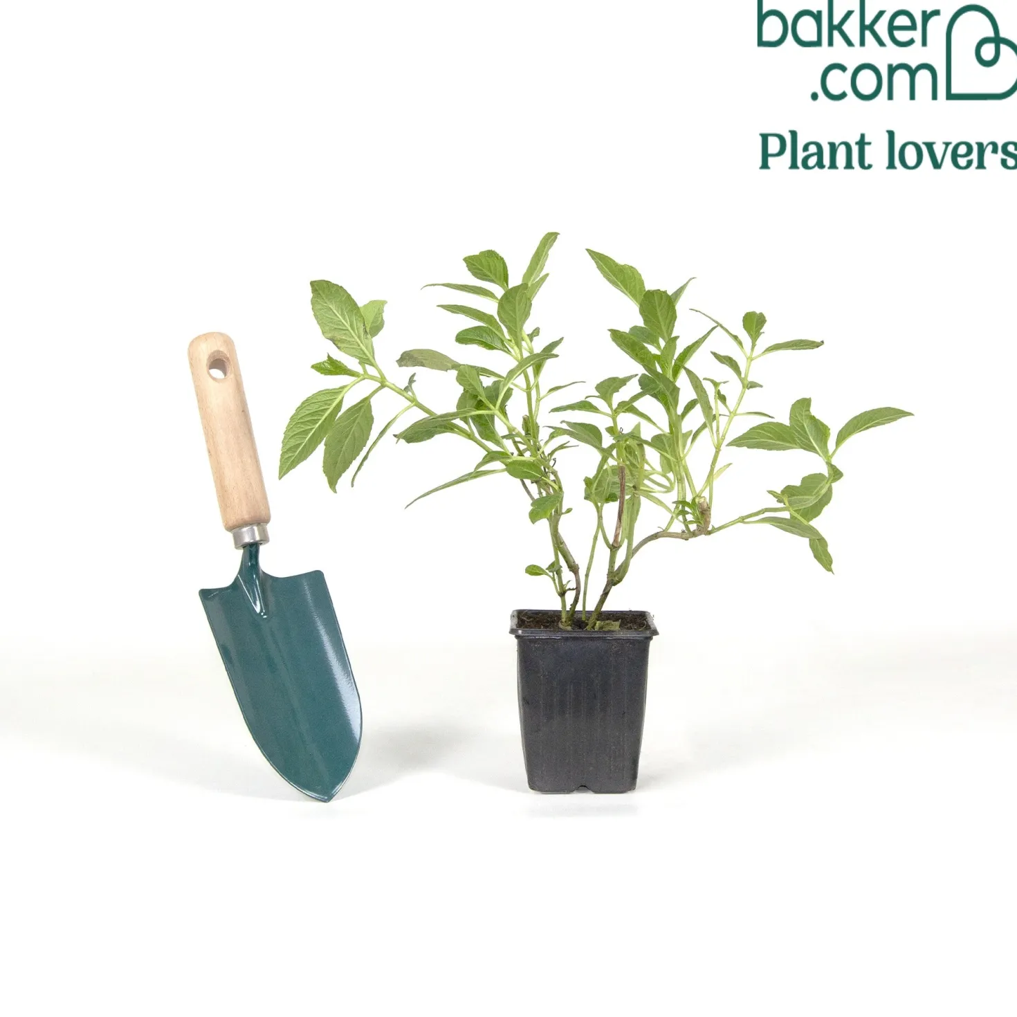 Bauernhortensie Saxon ® - Leuchtend Pink, ganz einfach