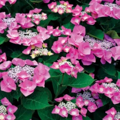 Bauernhortensie Selina - Zwei Farben, ein Strauch