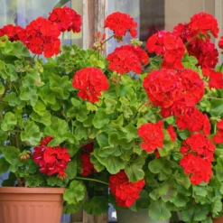 Beetgeranien (rot, weiß, Dark Lilac) (x6) - Sofort Farbe am Balkon