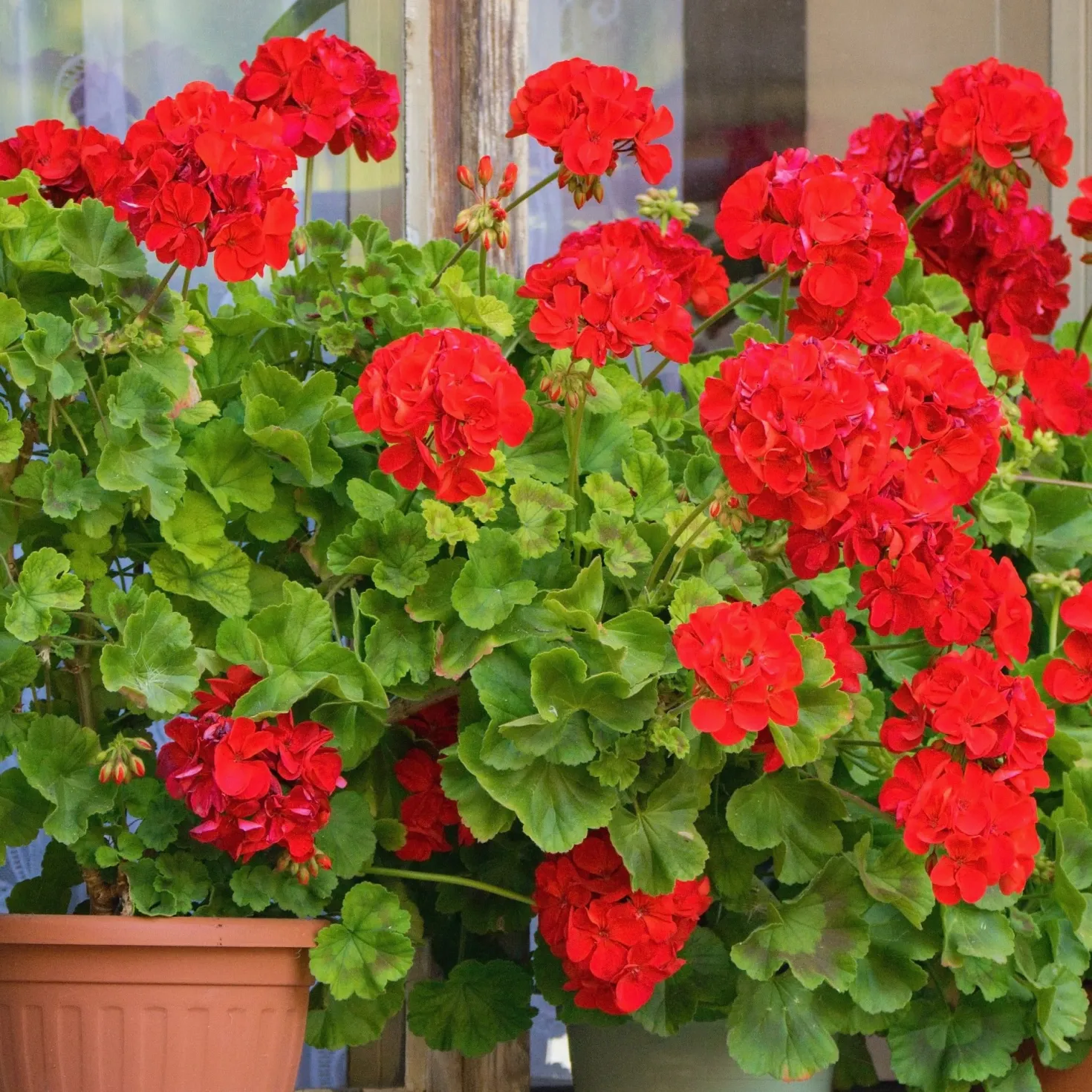 Beetgeranien (rot, weiß, Dark Lilac) (x6) - Sofort Farbe am Balkon