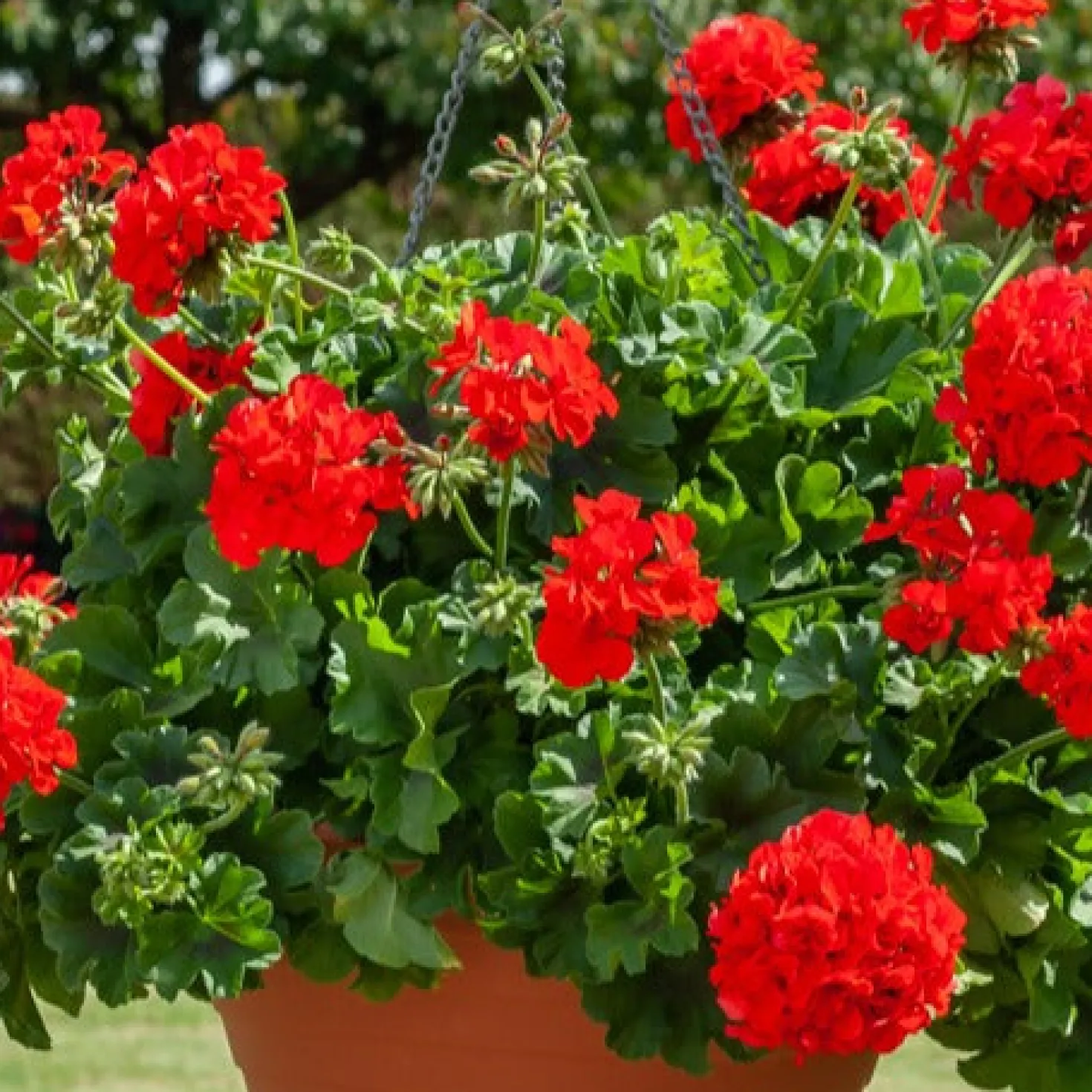 Beetgeranien (rot, weiß, Dark Lilac) (x6) - Sofort Farbe am Balkon