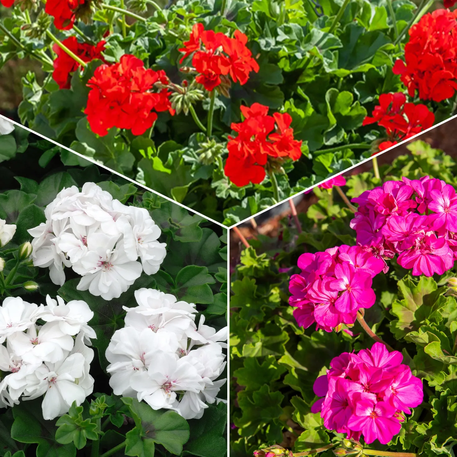 Beetgeranien (rot, weiß, Dark Lilac) (x6) - Sofort Farbe am Balkon