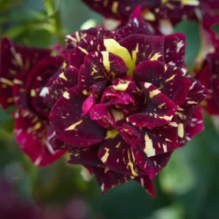 Beetrose 'Abracadabra'® - Jede Blüte ein Unikat