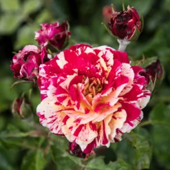 Beetrose 'Abracadabra'® - Jede Blüte ein Unikat