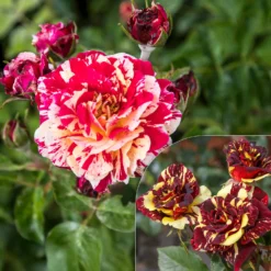 Beetrose 'Abracadabra'® - Jede Blüte ein Unikat