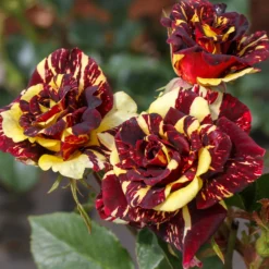 Beetrose 'Abracadabra'® - Jede Blüte ein Unikat