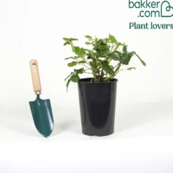Beetrose Amber Queen ® - Bernstein-Blüten den ganzen Sommer