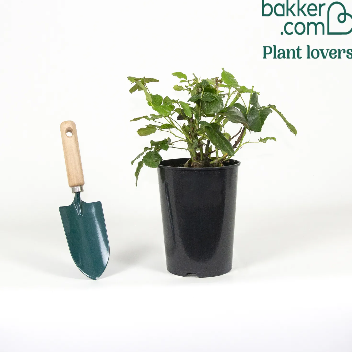 Beetrose Amber Queen ® - Bernstein-Blüten den ganzen Sommer