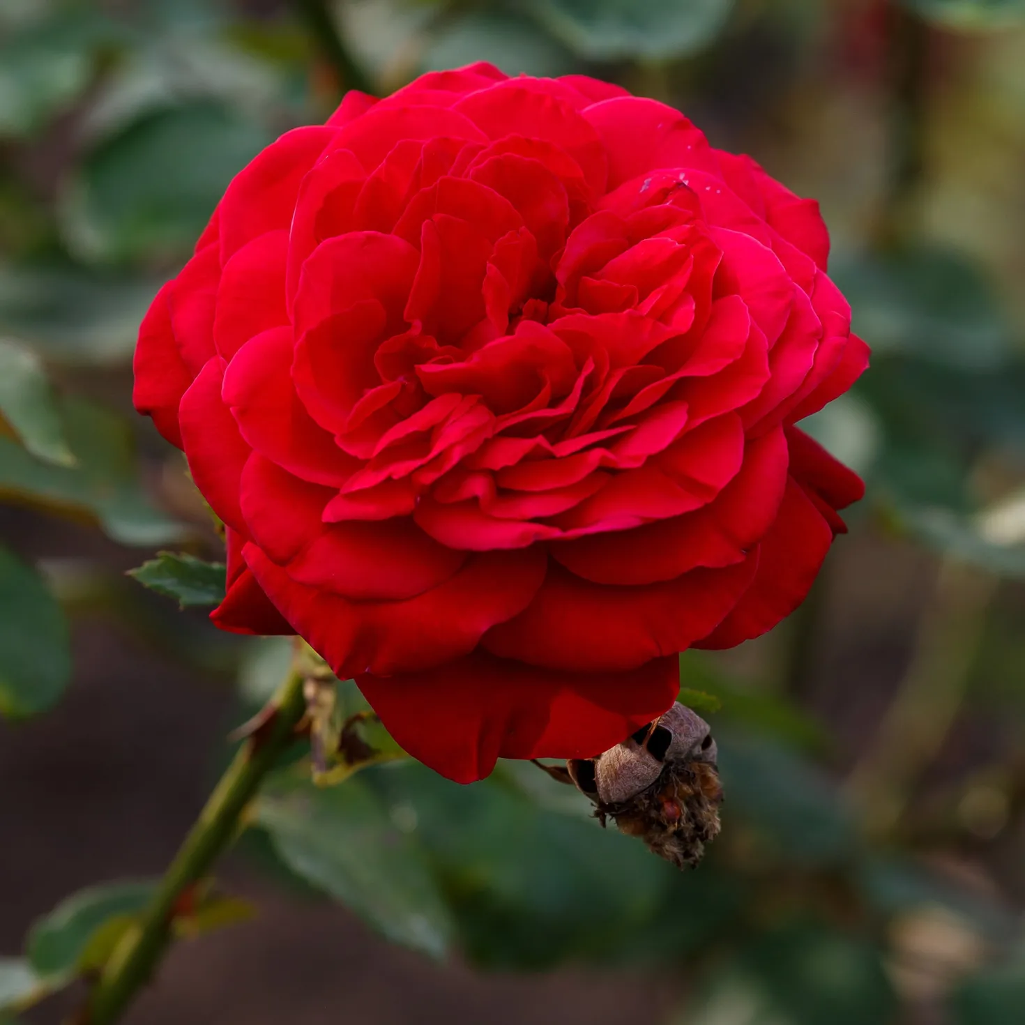 Beetrose 'Dame de Cœur' - Samtrote Blüten den Sommer lang