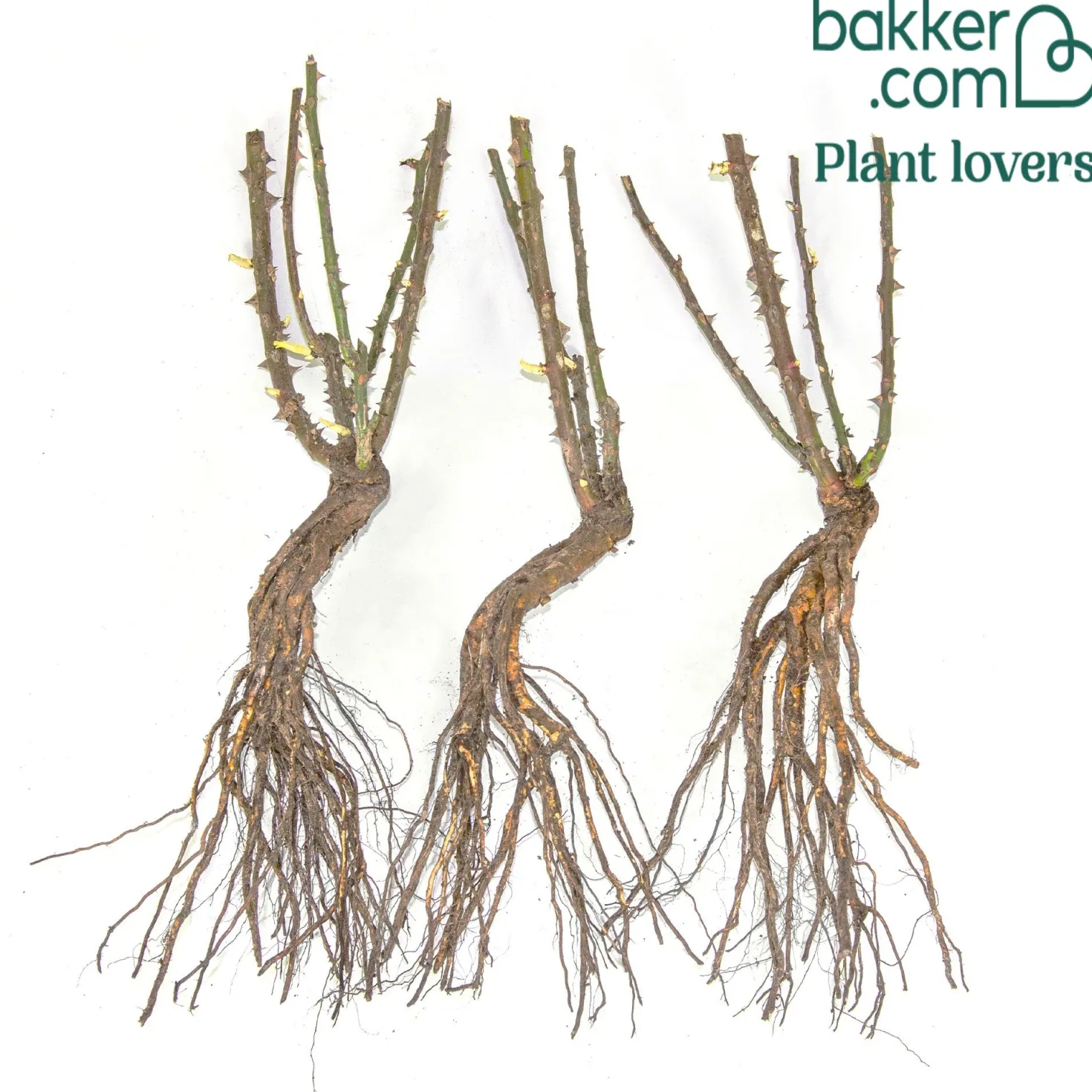 Beetrosen Alain (x3) - Rotes Blütenmeer den ganzen Sommer